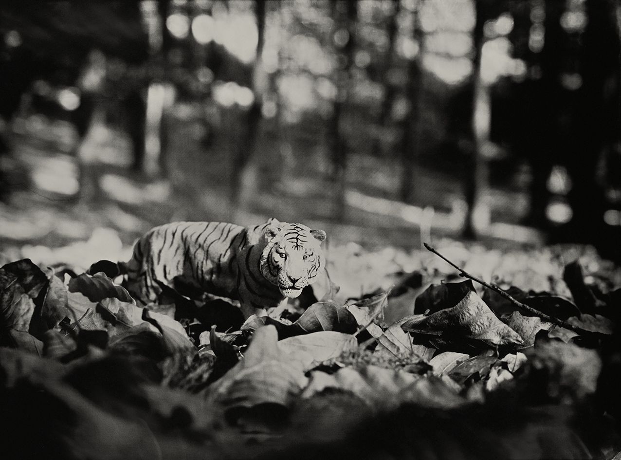 Tiger Hallerbos Belgium